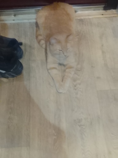 ФК"Кот"